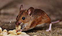 24 Hour & Emergency Exterminators in Michie, TN